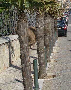 Fotografia 15 da espécie Trachycarpus fortunei no Jardim Botânico UTAD