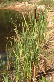 Fotografia da espécie Typha latifolia