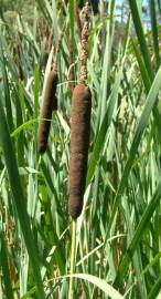 Fotografia da espécie Typha latifolia