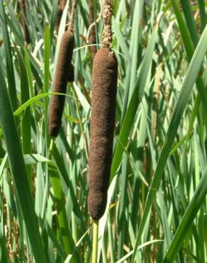 Fotografia 14 da espécie Typha latifolia no Jardim Botânico UTAD