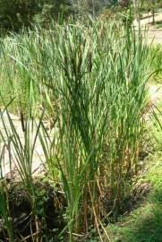 Fotografia da espécie Typha latifolia