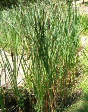 Fotografia 15 da espécie Typha latifolia no Jardim Botânico UTAD