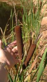 Fotografia da espécie Typha latifolia