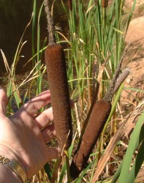 Fotografia 16 da espécie Typha latifolia no Jardim Botânico UTAD