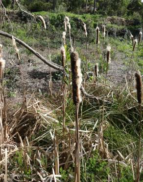 Fotografia 17 da espécie Typha latifolia no Jardim Botânico UTAD