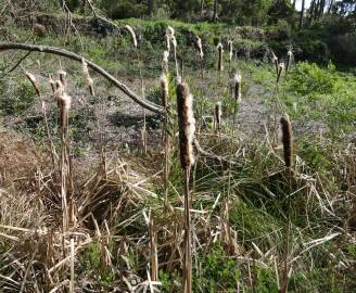 Fotografia da espécie Typha latifolia