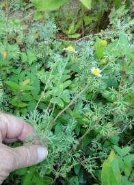 Fotografia da espécie Cotula nigellifolia