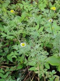 Fotografia da espécie Cotula nigellifolia