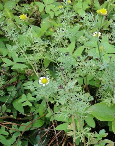 Fotografia de capa Cotula nigellifolia - do Jardim Botânico