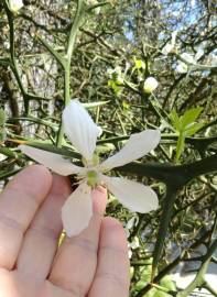 Fotografia da espécie Citrus trifoliata