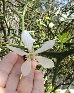 Fotografia 15 da espécie Citrus trifoliata no Jardim Botânico UTAD