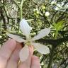 Fotografia 15 da espécie Citrus trifoliata do Jardim Botânico UTAD