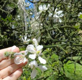 Fotografia da espécie Citrus trifoliata