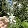 Fotografia 16 da espécie Citrus trifoliata do Jardim Botânico UTAD