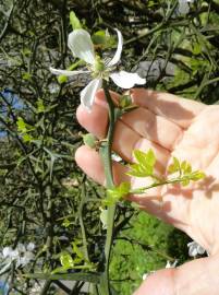 Fotografia da espécie Citrus trifoliata