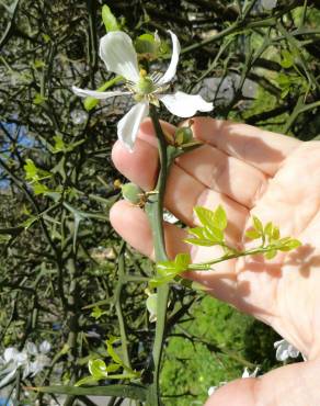 Fotografia 17 da espécie Citrus trifoliata no Jardim Botânico UTAD