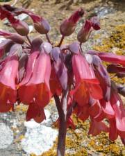 Fotografia da espécie Kalanchoe x houghtonii