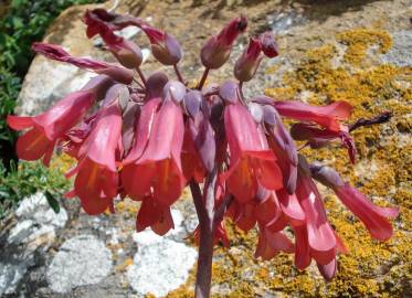 Fotografia da espécie Kalanchoe x houghtonii