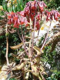 Fotografia da espécie Kalanchoe x houghtonii