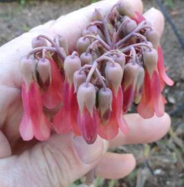 Fotografia da espécie Kalanchoe daigremontiana