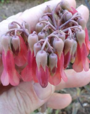 Fotografia 19 da espécie Kalanchoe daigremontiana no Jardim Botânico UTAD