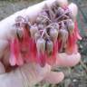 Fotografia 19 da espécie Kalanchoe daigremontiana do Jardim Botânico UTAD