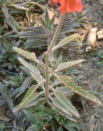 Fotografia da espécie Kalanchoe daigremontiana