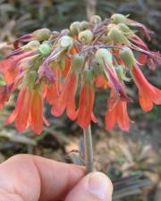 Fotografia da espécie Kalanchoe daigremontiana