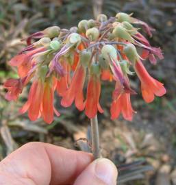 Fotografia da espécie Kalanchoe daigremontiana