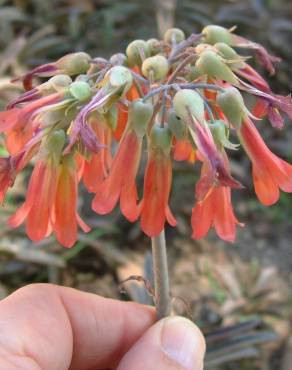 Fotografia 1 da espécie Kalanchoe daigremontiana no Jardim Botânico UTAD