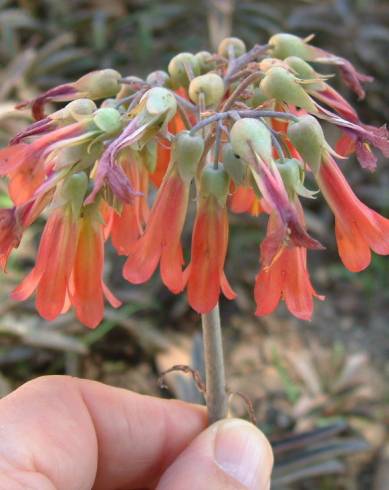 Fotografia de capa Kalanchoe daigremontiana - do Jardim Botânico