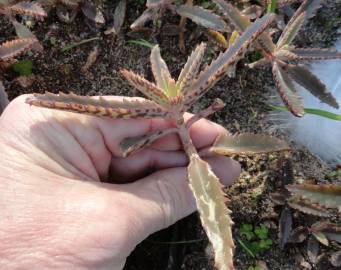 Fotografia da espécie Kalanchoe daigremontiana