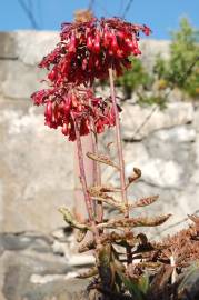 Fotografia da espécie Kalanchoe daigremontiana