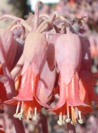 Fotografia da espécie Bryophyllum fedtschenkoi