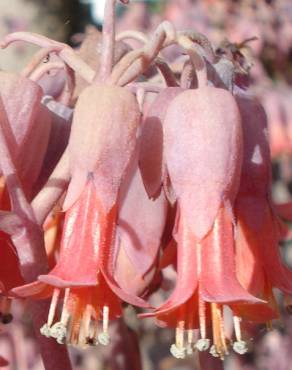 Fotografia 14 da espécie Bryophyllum fedtschenkoi no Jardim Botânico UTAD