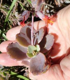 Fotografia da espécie Bryophyllum fedtschenkoi