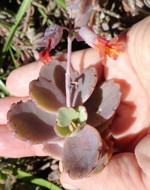 Fotografia 15 da espécie Bryophyllum fedtschenkoi no Jardim Botânico UTAD