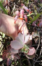 Fotografia da espécie Bryophyllum fedtschenkoi