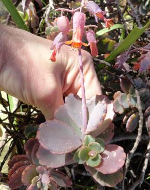 Fotografia 16 da espécie Bryophyllum fedtschenkoi no Jardim Botânico UTAD