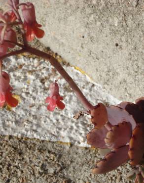 Fotografia 17 da espécie Bryophyllum fedtschenkoi no Jardim Botânico UTAD