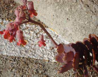 Fotografia da espécie Bryophyllum fedtschenkoi