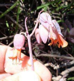 Fotografia da espécie Bryophyllum fedtschenkoi