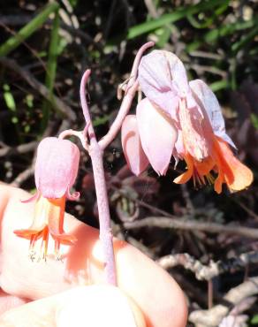 Fotografia 18 da espécie Bryophyllum fedtschenkoi no Jardim Botânico UTAD