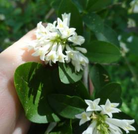 Fotografia da espécie Ligustrum obtusifolium