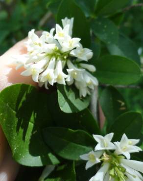 Fotografia 11 da espécie Ligustrum obtusifolium no Jardim Botânico UTAD