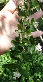 Fotografia da espécie Ligustrum obtusifolium