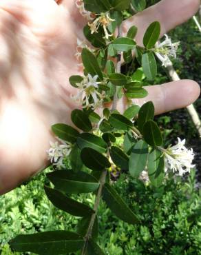 Fotografia 12 da espécie Ligustrum obtusifolium no Jardim Botânico UTAD