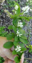 Fotografia da espécie Ligustrum obtusifolium