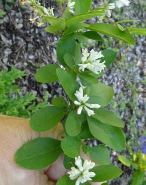 Fotografia 13 da espécie Ligustrum obtusifolium no Jardim Botânico UTAD