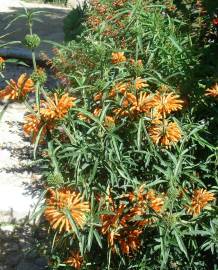 Fotografia da espécie Leonotis leonurus